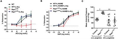 Distinct Signaling Functions of Rap1 Isoforms in NO Release From Endothelium